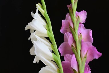 Siyah arka plan üzerine izole güzel Glayöl çiçek 