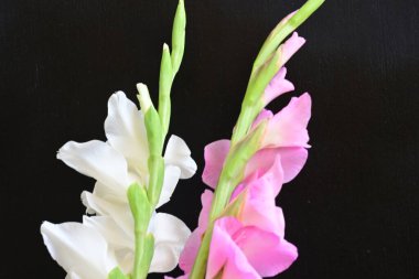 Siyah arka plan üzerine izole güzel Glayöl çiçek 