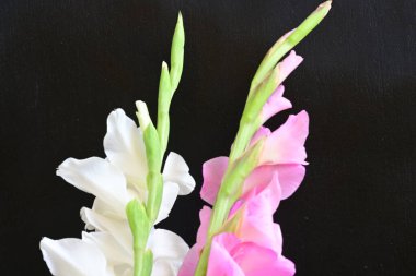 Siyah arka plan üzerine izole güzel Glayöl çiçek 