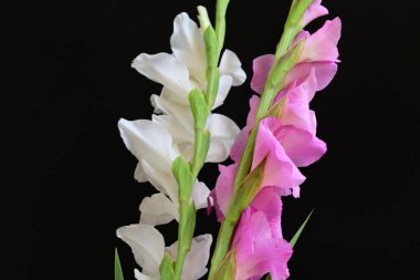 Siyah arka plan üzerine izole güzel Glayöl çiçek 