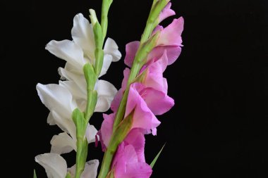 Yazın bahçedeki güzel çiçekleri kapat.