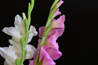 Yazın bahçedeki güzel çiçekleri kapat.