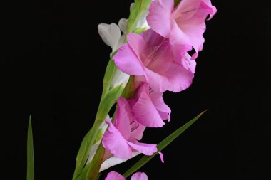 Yazın bahçedeki güzel çiçekleri kapat.