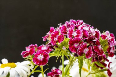 Yazın bahçedeki güzel çiçekleri kapat.