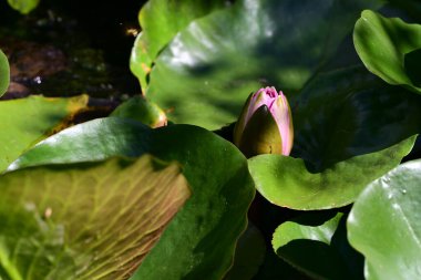 Bahçede güzel çiçekler, çiçek arkaplanı 