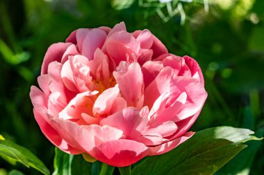 Bahçede güzel çiçekler, çiçek arkaplanı 