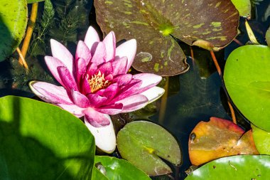 Bahçede güzel çiçekler, çiçek arkaplanı 