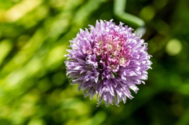 Bahçede güzel çiçekler, çiçek arkaplanı 