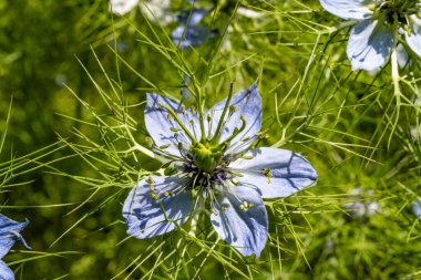 Yazın bahçedeki güzel çiçekleri kapat.