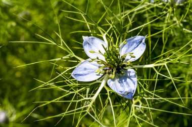 Yazın bahçedeki güzel çiçekleri kapat.