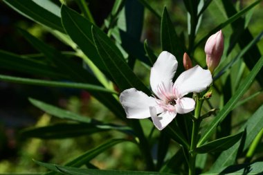 Yazın bahçedeki güzel çiçekleri kapat.