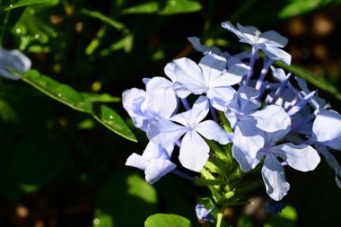 Yazın bahçedeki güzel çiçekleri kapat.