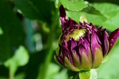 Bahçede güzel çiçekler, çiçek arkaplanı 