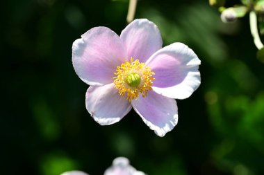 Bahçede güzel bir şakayık çiçeği, Flora
