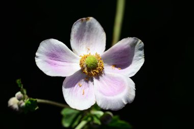 Bahçede güzel bir şakayık çiçeği, Flora