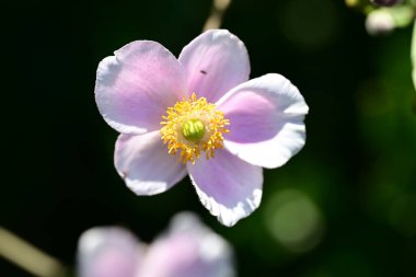 Bahçede güzel bir şakayık çiçeği, Flora