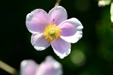 Bahçede güzel bir şakayık çiçeği, Flora