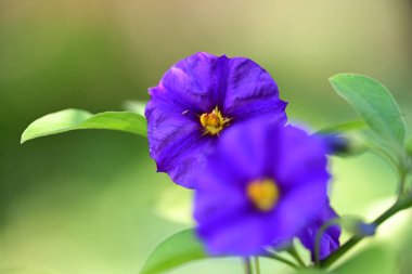 Bahçede güzel çiçekler, çiçek arkaplanı 