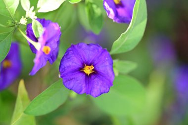 Bahçede güzel çiçekler, çiçek arkaplanı 