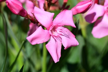 Yazın bahçedeki güzel çiçekleri kapat.