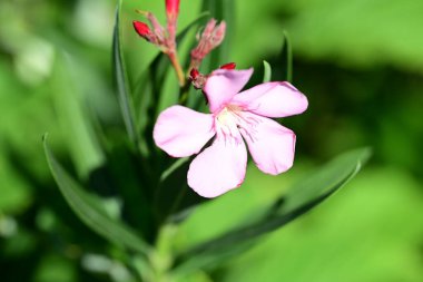Yazın bahçedeki güzel çiçekleri kapat.