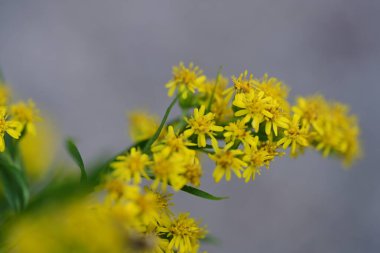 Yazın bahçedeki güzel çiçekleri kapat.