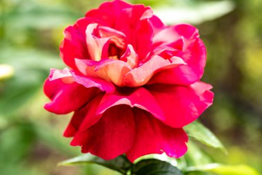 Bahçede güzel çiçekler, çiçek arkaplanı 