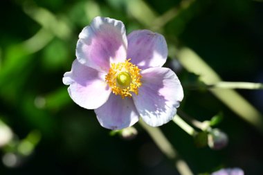 Doğada güzel bir şakayık çiçeği, yaz çiçeği arka planı, yakın görüş. 
