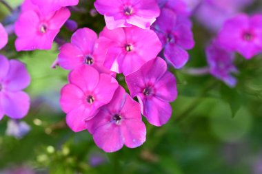 Yazın bahçedeki güzel çiçekleri kapat.