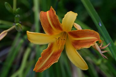 Amur Gündüzleri. Bahçede yetişen Hemerocallis middendorffii çiçeği 