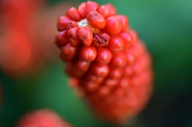 Güzel botanik çekimi, doğal arka plan.