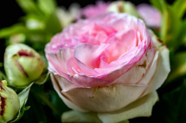 Yazın bahçedeki güzel çiçekleri kapat.