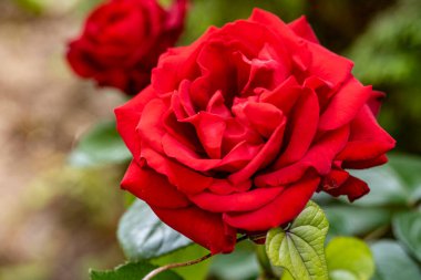 Yazın bahçedeki güzel çiçekleri kapat.