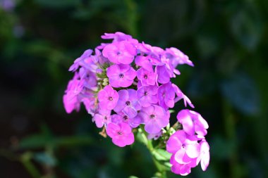 Yazın bahçedeki güzel çiçekleri kapat.