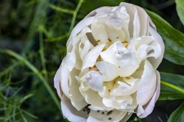 Bahçede güzel çiçekler, çiçek arkaplanı 