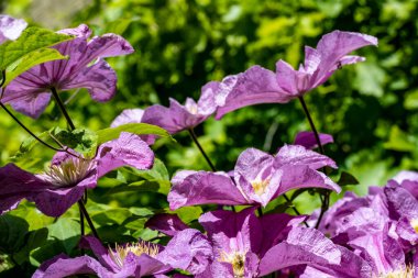 Yazın bahçedeki güzel çiçekleri kapat.