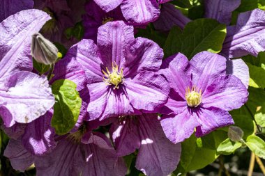 Yazın bahçedeki güzel çiçekleri kapat.