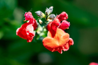 Yazın bahçedeki güzel çiçekleri kapat.