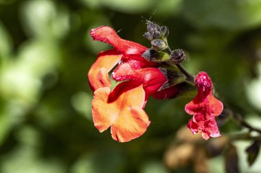 Yazın bahçedeki güzel çiçekleri kapat.