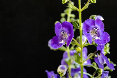 Yazın bahçedeki güzel çiçekleri kapat.