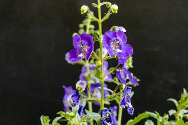 Yazın bahçedeki güzel çiçekleri kapat.