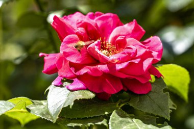 Yazın bahçedeki güzel çiçekleri kapat.