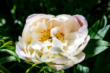 Bahçede güzel çiçekler, çiçek arkaplanı 