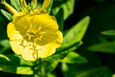 Bahçede güzel çiçekler, çiçek arkaplanı 