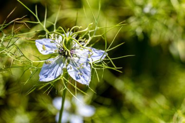 Yazın bahçedeki güzel çiçekleri kapat.