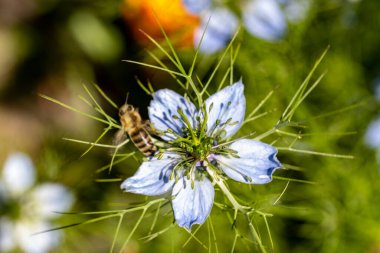 Yazın bahçedeki güzel çiçekleri kapat.