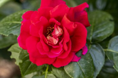 Bahçede güzel çiçekler, çiçek arkaplanı 