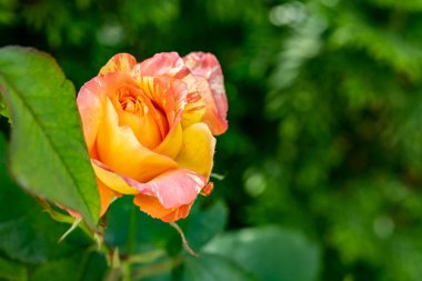 Bahçede güzel çiçekler, çiçek arkaplanı 