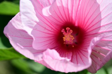 Hibiscus çiçekleri ılık güneş ışığı altında açılır.