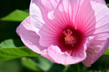 Hibiscus çiçekleri ılık güneş ışığı altında açılır.
